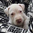 White red nose pitbull Red Nose Pitbull Puppies, Pitbull Puppies For ...