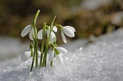 January Birth Flowers: Carnation and Snowdrop | What Do They Mean ...