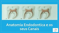 Anatomia Endodontica e Sistema de Canais Radiculares - YouTube