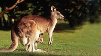 Classe dos Mamíferos: Características - Marsupiais e Placentários - Resumo