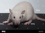 White, albino, Domestic Rat (Rattus norvegicus). Lacking melanin ...