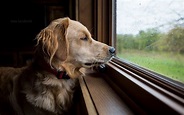 ¿Por qué a mi perro le gusta mirar por la ventana? - Blog Dog Houser