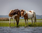 Chesapeake Bay Wild Horses | Drive The Nation