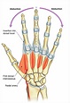 dorsal hand bone anatomy