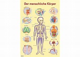 Der menschliche Körper - Wissensposter für Kinder | Kinderpostershop