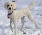 Poodle Dog Breed Information, Images, Characteristics, Health