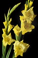 Yellow Gladiolus Photograph by Terence Davis | Fine Art America