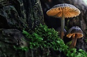 How Long Do Shrooms Last?: What to Do if Addicted to a Shroom High ...