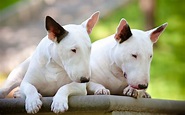 White-Bull-Terriers-wallpaper - My Doggy Rocks
