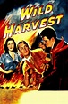 Reparto de La mujer disputada (película 1947). Dirigida por Tay Garnett ...