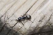 Carpenter Ants: How to Identify, Control & Get Rid of Them