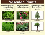 Vascular Plants – Definition, Characteristics, Examples, & Diagram