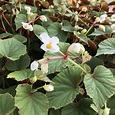 Begonia grandis 'Alba' - Hardy White Begonia (4.5" Pot) | Little Prince ...