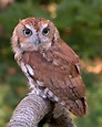 Screech owl - Wikiwand