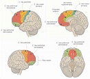 Subregiones del córtex prefrontal. | Download Scientific Diagram