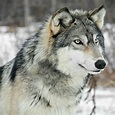 Lobo Cinzento: Características Físicas e Comportamentais | Mundo Ecologia