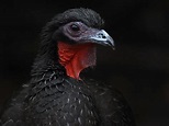 26. White-winged Guan (Penelope albipennis) | survives in Lambayeque ...