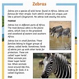 What is a Zebra? | Zebra Habitat and Facts | Twinkl Teaching Wiki