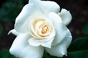 Weiße Rose Foto & Bild | pflanzen, pilze & flechten, blüten ...