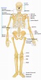Das Skelett des Menschen - Ein Überblick 2020 | Anatomie-Skelett.net