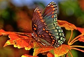 Colorful Butterfly On The Autumn Leaves 002 Photograph by George ...