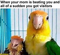 Bird memes | StareCat.com