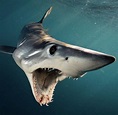 A Mako Shark dives, open-mouthed in the waters off of New Zealand ...