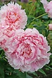 Paeonia Sarah Bernhardt – De Vroomen Garden Products | Professional