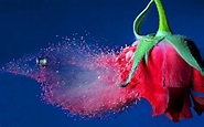 Bullet through rose HD desktop wallpaper : Widescreen : High Definition ...