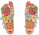 「足部反射區」腳底穴位圖解大全 | 骨科．復健 | 科別 | 元氣網