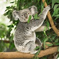 Koala in a eucalyptus tree. — Stock Photo © artistrobd #145587859