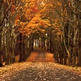late autumn | Beautiful nature wallpaper hd, Fall wallpaper, Autumn scenery