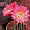 Arriba 99+ Foto Fotos De Cactus Con Flores Y Sus Nombres El último 10/2023