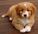 Nova Scotia Duck Tolling Retriever - Dog Breed Information - K9RL