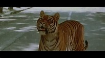 El tigre y la nieve - YouTube