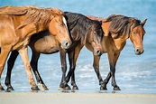 Wild Horses of the Outer Banks — Mark Buckler Photography