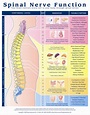 Spinal Nerve Function Anatomical Chart - Anatomy Models and Anatomical ...