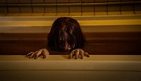 The Grudge Review: A Reboot as Dead as the Ghosts | Den of Geek