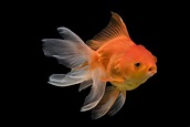 30 Types of Goldfish Varieties: Common & Fancy (With Pictures) - test ...