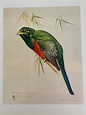 Louis Agassiz Fuertes & The Singular Beauty of Birds, "Narina's Trogon ...