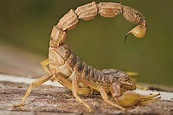 Escorpión: curiosidades, características, dónde vive, qué come y fotos