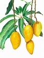 Mangifera indica. Flora de Canarias: dibujos