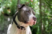 Pit Bull Dog Breed Information | LoveToKnow