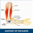 Arthroscopic Debridement Elbow | Florida Orthopaedic Institute