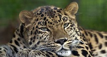 File:Amur Leopard Pittsburgh Zoo.jpg - Wikimedia Commons