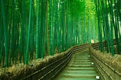 嵯峨野の竹林 | 心揺さぶる日本の絶景100選