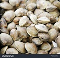 1,897 Short Necked Clam Images, Stock Photos & Vectors | Shutterstock