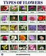 Types of Flowers: List of 50+ Popular Flowers Names with Their Meaning ...