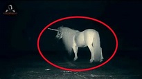 5 Unicornios Reales Captados En Video y Vistos En La Vida Real - YouTube