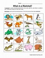 Mammal Classification Worksheet | Animal worksheets, Animal ...